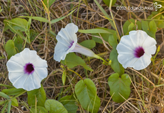 Ipomoea anisomeres