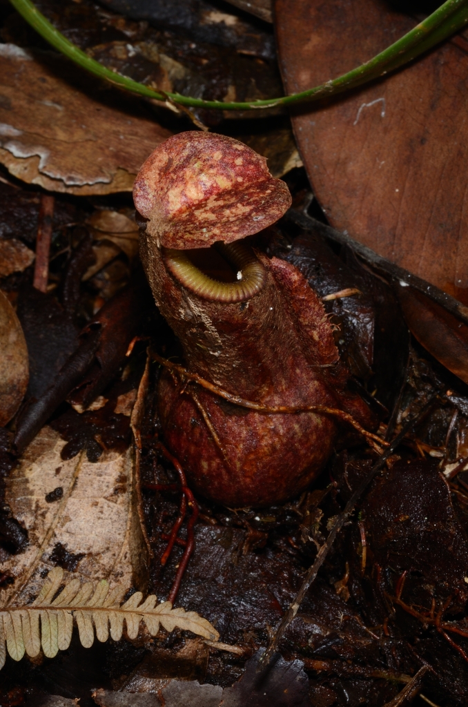 Nepenthes weda Cheek & Jebb 2