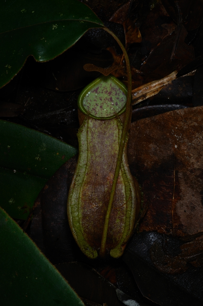 Nepenthes weda Cheek & Jebb 3