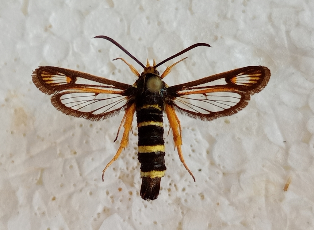 Bembecia megillaeformis