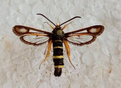 Bembecia megillaeformis