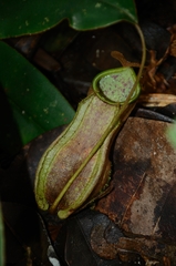 Nepenthes weda