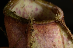 Nepenthes weda