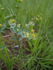 Euphorbia striata