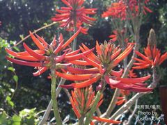 Erythrina corallodendron