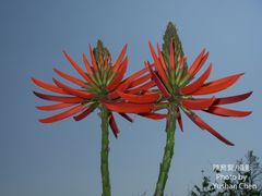 Erythrina corallodendron
