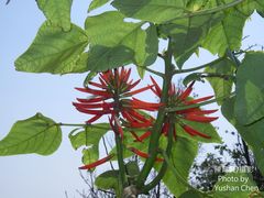Erythrina corallodendron