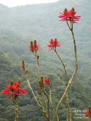 Erythrina corallodendron
