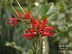 Erythrina corallodendron