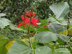 Erythrina corallodendron