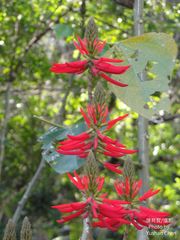 Erythrina corallodendron