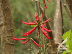 Erythrina corallodendron