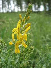Genista tinctoria