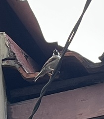 Passer montanus