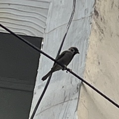 Passer montanus