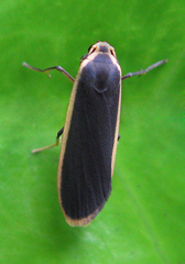 Manulea bicolor