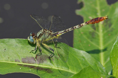 Arigomphus lentulus
