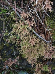 Selaginella labordei