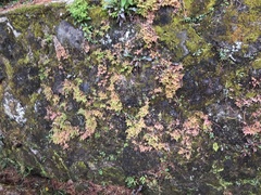 Selaginella labordei