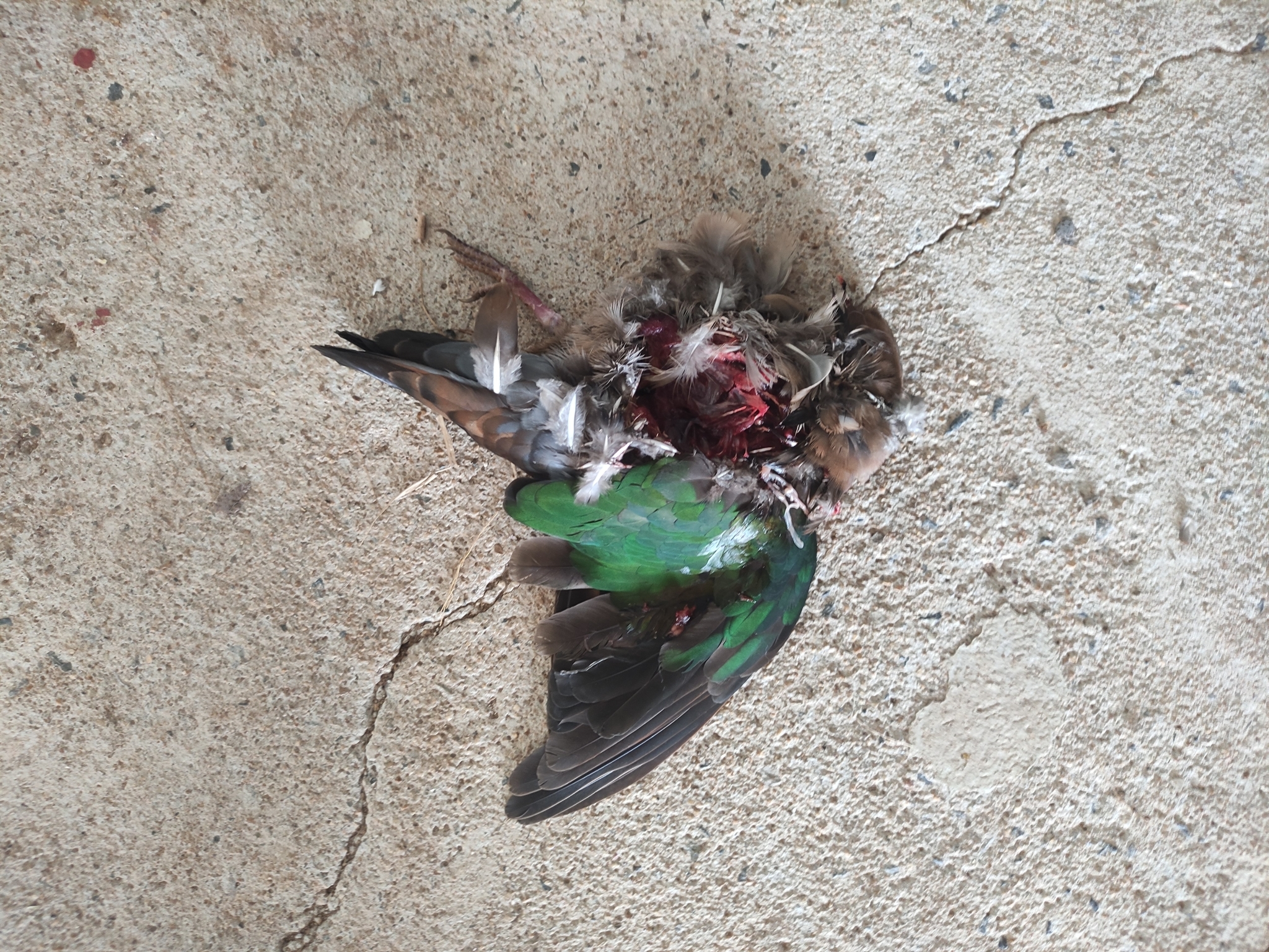 Asian Emerald Dove (Chalcophaps indica)