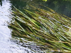 Vallisneria australis