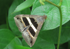 Grammodes geometrica