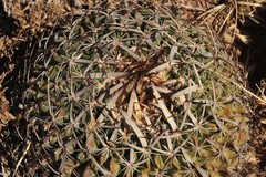 Echinofossulocactus zacatecasensis