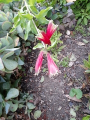 Alstroemeriaceae
