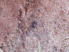 Alopecosa albofasciata
