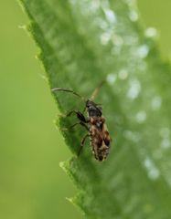 Scolopostethus