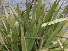 Yucca filamentosa