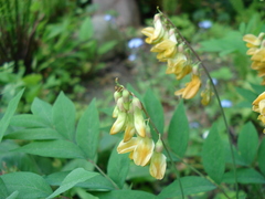 Lathyrus laevigatus