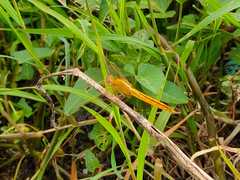 Crocothemis servilia