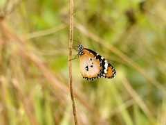 Danaus chrysippus alcippus