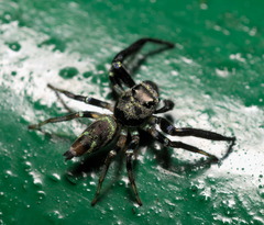 Thiania