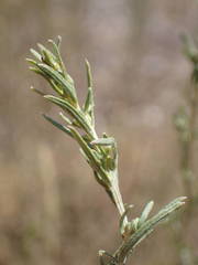 Artemisia alba