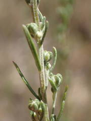 Artemisia alba