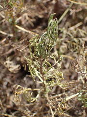 Artemisia alba