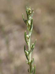 Artemisia alba