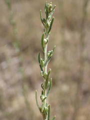 Artemisia alba