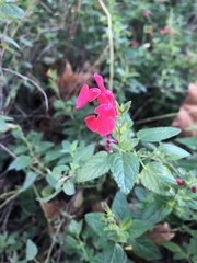 Salvia