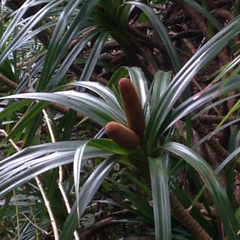 Freycinetia arborea