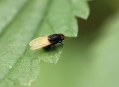 Minettia longipennis