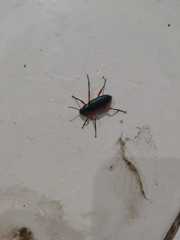 Strongylium erythrocephalum