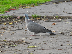 Columba palumbus