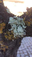 Ramalina canariensis