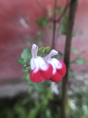 Salvia