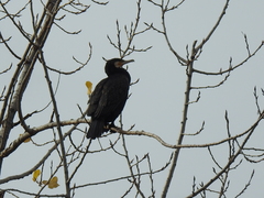 Phalacrocorax carbo