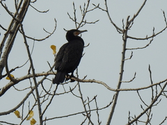 Phalacrocorax carbo