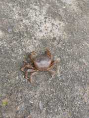 Parathelphusa convexa